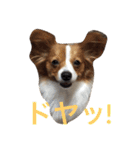 おもしろパピヨンズ！！（個別スタンプ：10）