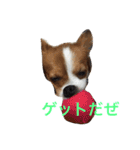おもしろパピヨンズ！！（個別スタンプ：11）