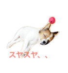おもしろパピヨンズ！！（個別スタンプ：12）
