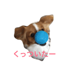 おもしろパピヨンズ！！（個別スタンプ：14）