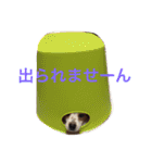 おもしろパピヨンズ！！（個別スタンプ：15）