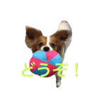 おもしろパピヨンズ！！（個別スタンプ：17）