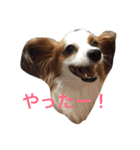 おもしろパピヨンズ！！（個別スタンプ：18）