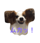 おもしろパピヨンズ！！（個別スタンプ：19）