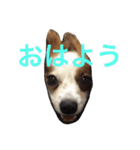おもしろパピヨンズ！！（個別スタンプ：20）