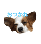 おもしろパピヨンズ！！（個別スタンプ：21）