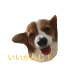 おもしろパピヨンズ！！（個別スタンプ：22）