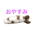 おもしろパピヨンズ！！（個別スタンプ：24）