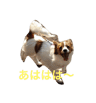 おもしろパピヨンズ！！（個別スタンプ：25）
