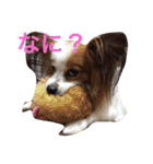 おもしろパピヨンズ！！（個別スタンプ：26）