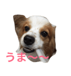 おもしろパピヨンズ！！（個別スタンプ：27）