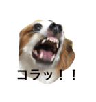 おもしろパピヨンズ！！（個別スタンプ：32）