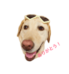 可愛い犬のスタンプ。男の子（個別スタンプ：1）