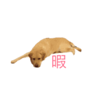 可愛い犬のスタンプ。男の子（個別スタンプ：5）