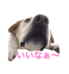 可愛い犬のスタンプ。男の子（個別スタンプ：7）