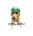 可愛い犬のスタンプ。男の子（個別スタンプ：8）