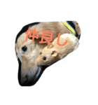 むくアンドりく（個別スタンプ：1）