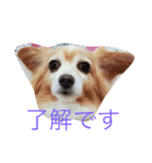 チワックスのモコくん（個別スタンプ：1）