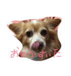 チワックスのモコくん（個別スタンプ：3）