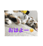 チビスタンプ NO.1（個別スタンプ：2）