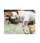 チビスタンプ NO.1（個別スタンプ：3）