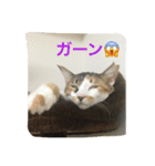 チビスタンプ NO.1（個別スタンプ：7）