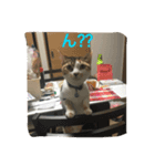 チビスタンプ NO.1（個別スタンプ：8）