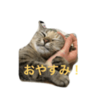 YUKIKOneko（個別スタンプ：1）