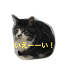 YUKIKOneko（個別スタンプ：3）