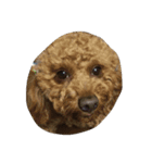 dog b（個別スタンプ：2）