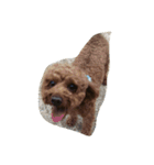 dog b（個別スタンプ：3）