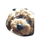 dog b（個別スタンプ：4）