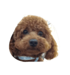 dog b（個別スタンプ：5）