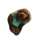dog b（個別スタンプ：6）