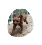 dog b（個別スタンプ：7）