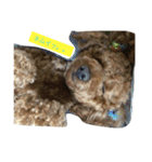 dog b（個別スタンプ：8）