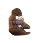 トイプードル バディ♡ティアラ（個別スタンプ：3）