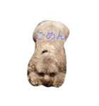 トイプードル バディ♡ティアラ（個別スタンプ：8）