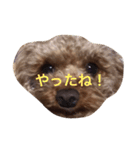 トイプードル バディ♡ティアラ（個別スタンプ：9）