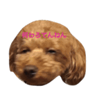 トイプードル バディ♡ティアラ（個別スタンプ：13）