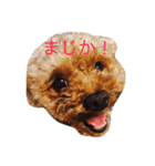 トイプードル バディ♡ティアラ（個別スタンプ：14）