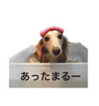 モカとぶぅ（個別スタンプ：17）
