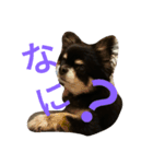 チワワ プチ（個別スタンプ：1）