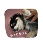 チワワ プチ（個別スタンプ：4）