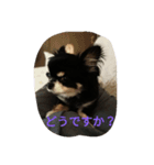 チワワ プチ（個別スタンプ：6）