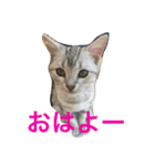 oreokun（個別スタンプ：3）