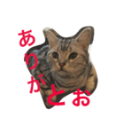 oreokun（個別スタンプ：8）