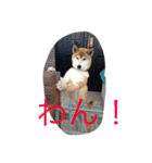 ぶん（個別スタンプ：6）