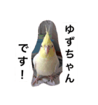 "Yuzu"（個別スタンプ：1）