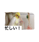 "Yuzu"（個別スタンプ：4）